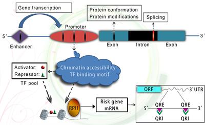 Genetic and Epigenetic Alterations Underlie Oligodendroglia Susceptibility and White Matter Etiology in Psychiatric Disorders